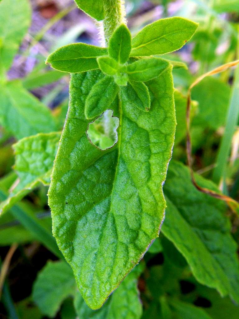 Pulicaria dysenterica